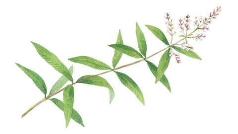 Lemon verbena